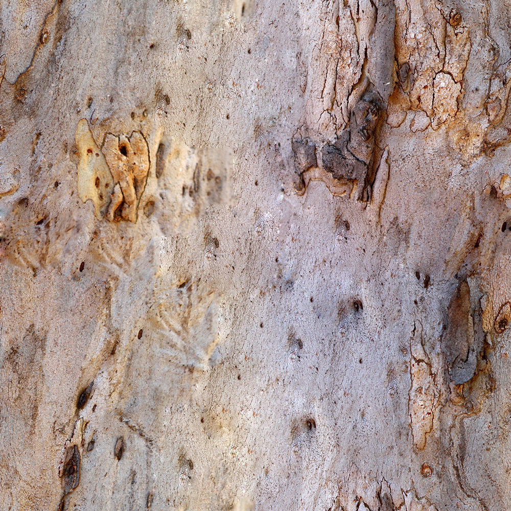 Forest Trees - Realistic Low Poly PBR Trees Models Texture_58