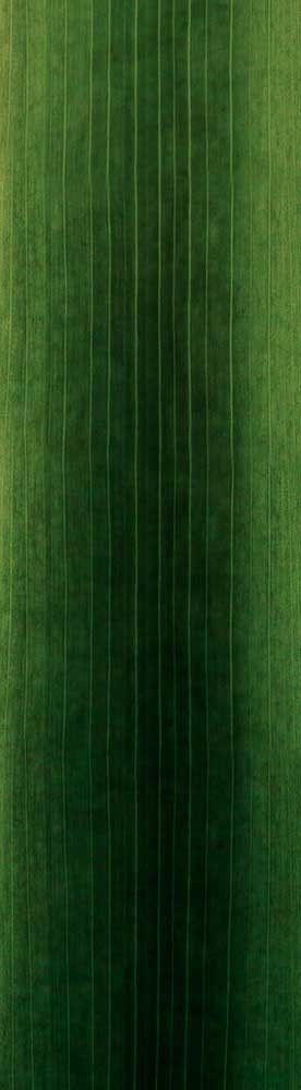 Forest Trees - Realistic Low Poly PBR Trees Models Texture_102