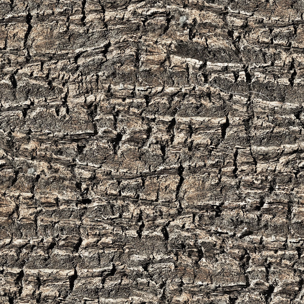 Forest Trees - Realistic Low Poly PBR Trees Models Texture_70