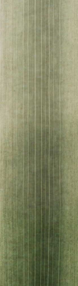 Forest Trees - Realistic Low Poly PBR Trees Models Texture_107