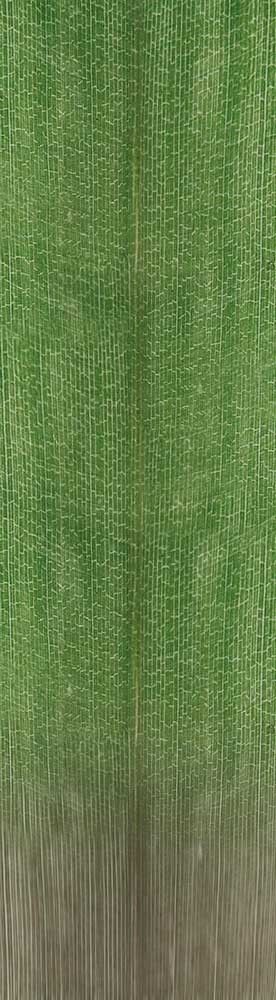 Forest Trees - Realistic Low Poly PBR Trees Models Texture_97