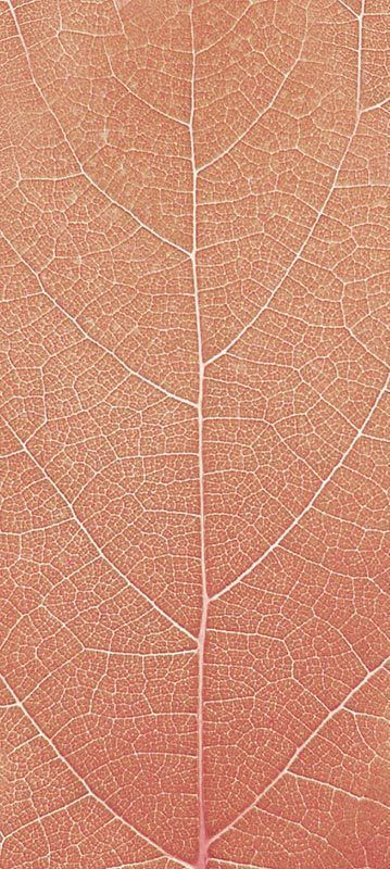 Forest Trees - Realistic Low Poly PBR Trees Models Texture_41