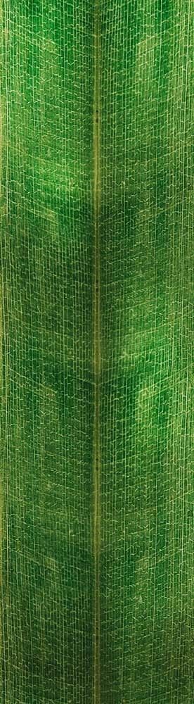 Forest Trees - Realistic Low Poly PBR Trees Models Texture_147