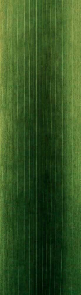 Forest Trees - Realistic Low Poly PBR Trees Models Texture_99