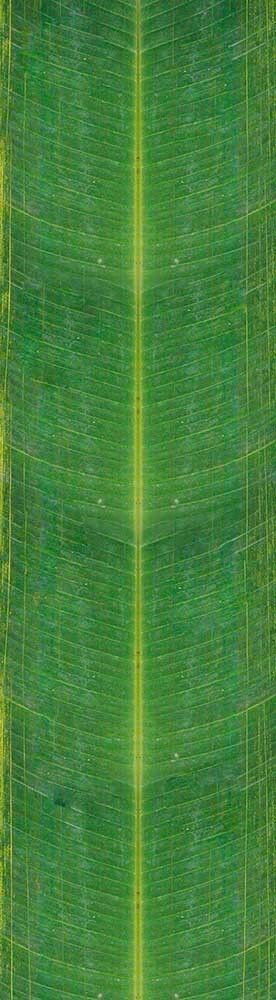 Forest Trees - Realistic Low Poly PBR Trees Models Texture_140