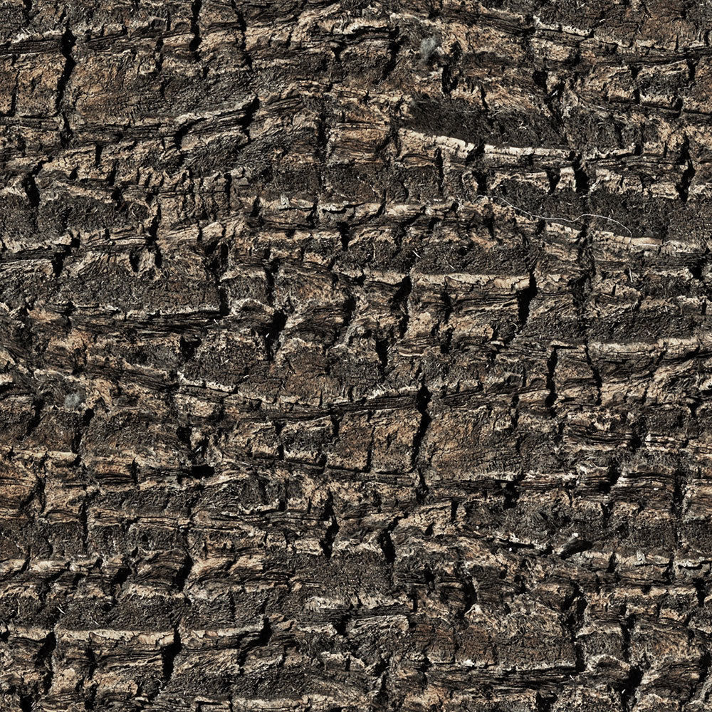 Forest Trees - Realistic Low Poly PBR Trees Models Texture_67