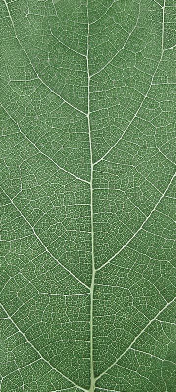 Forest Trees - Realistic Low Poly PBR Trees Models Texture_43