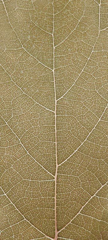 Forest Trees - Realistic Low Poly PBR Trees Models Texture_33