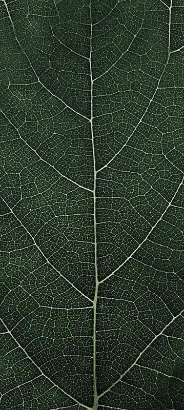 Forest Trees - Realistic Low Poly PBR Trees Models Texture_15