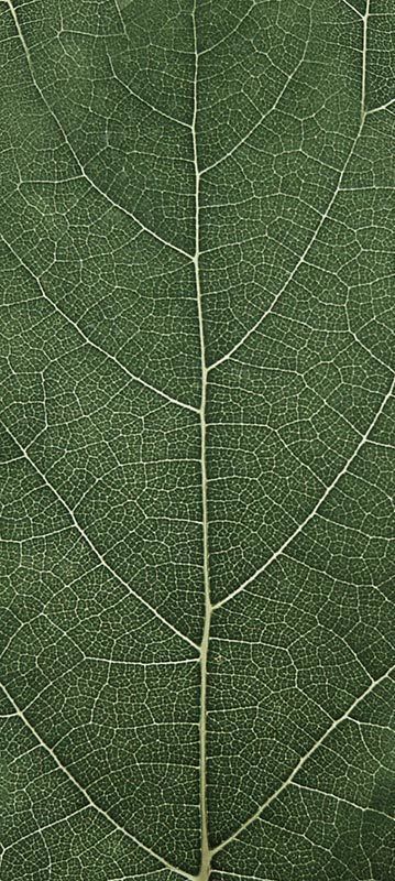 Forest Trees - Realistic Low Poly PBR Trees Models Texture_13