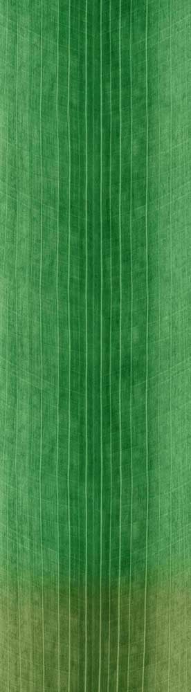 Forest Trees - Realistic Low Poly PBR Trees Models Texture_138