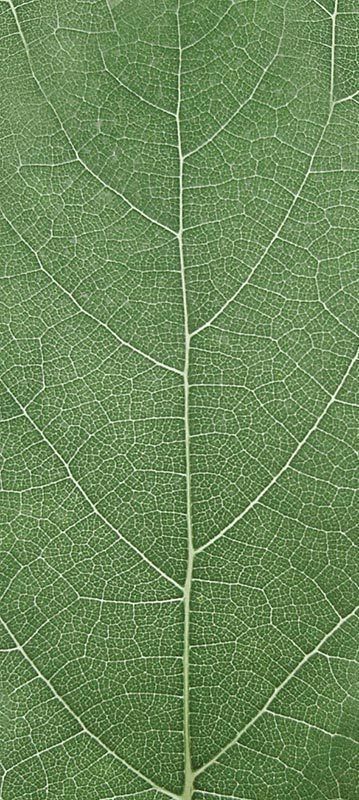 Forest Trees - Realistic Low Poly PBR Trees Models Texture_36