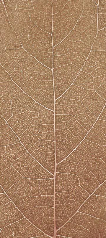 Forest Trees - Realistic Low Poly PBR Trees Models Texture_40