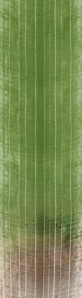 Forest Trees - Realistic Low Poly PBR Trees Models Texture_129