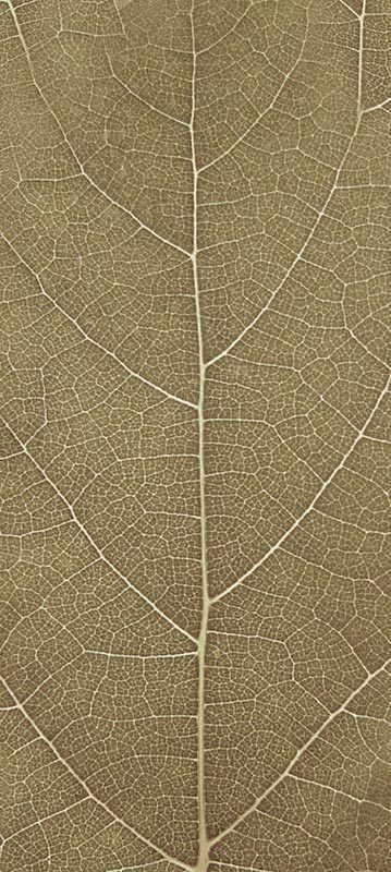 Forest Trees - Realistic Low Poly PBR Trees Models Texture_14