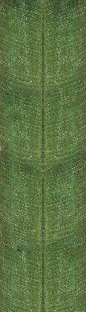 Forest Trees - Realistic Low Poly PBR Trees Models Texture_142