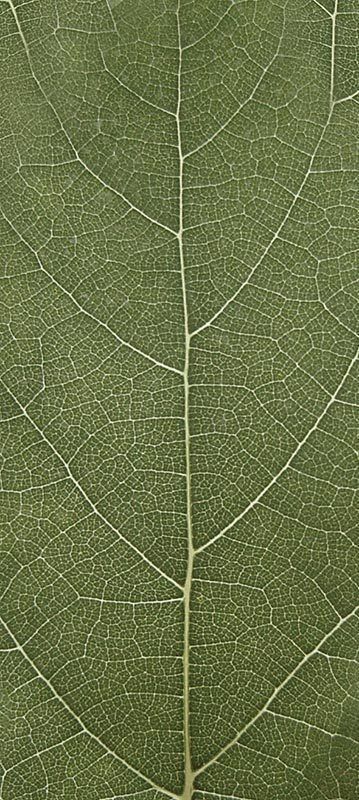 Forest Trees - Realistic Low Poly PBR Trees Models Texture_20