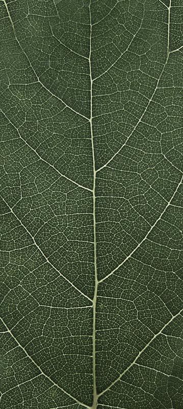 Forest Trees - Realistic Low Poly PBR Trees Models Texture_23