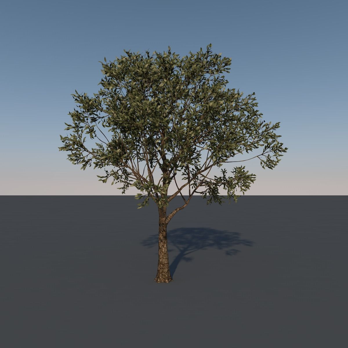 Forest Trees - Realistic Low Poly PBR Trees Models Texture_1