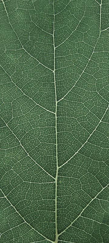 Forest Trees - Realistic Low Poly PBR Trees Models Texture_9