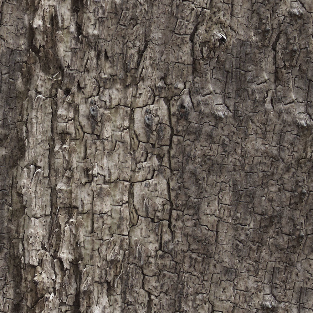 Forest Trees - Realistic Low Poly PBR Trees Models Texture_66