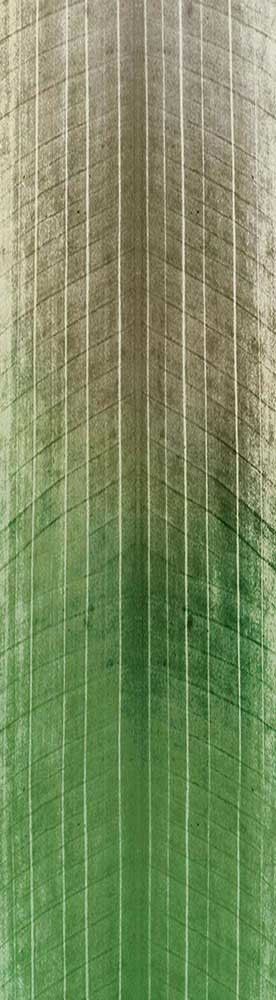 Forest Trees - Realistic Low Poly PBR Trees Models Texture_75