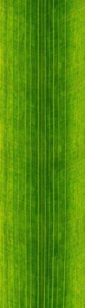 Forest Trees - Realistic Low Poly PBR Trees Models Texture_135