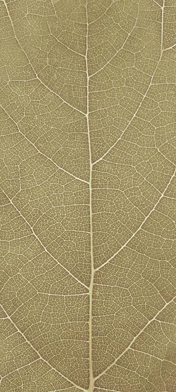 Forest Trees - Realistic Low Poly PBR Trees Models Texture_125