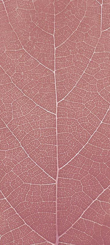 Forest Trees - Realistic Low Poly PBR Trees Models Texture_18