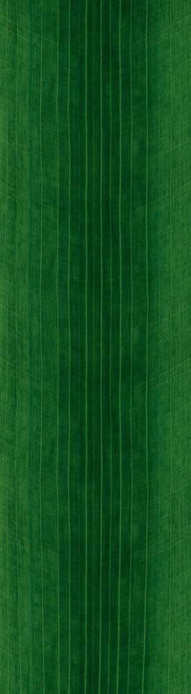 Forest Trees - Realistic Low Poly PBR Trees Models Texture_137