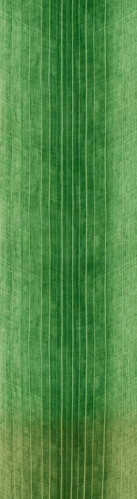 Forest Trees - Realistic Low Poly PBR Trees Models Texture_136