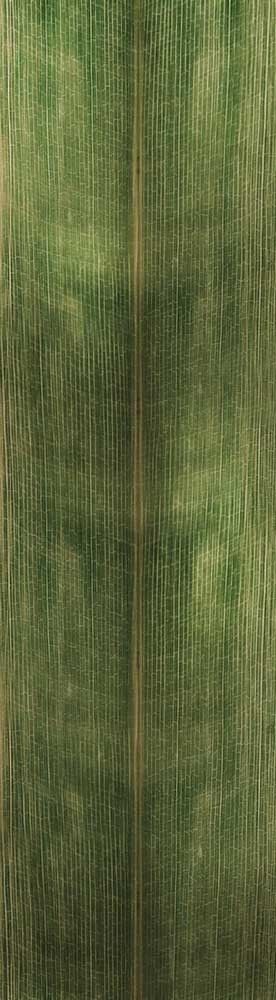 Forest Trees - Realistic Low Poly PBR Trees Models Texture_148