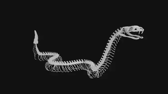 Rattle snake skeleton 3D model