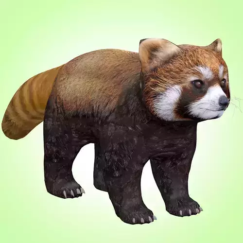 Red Panda Low-poly 3D model