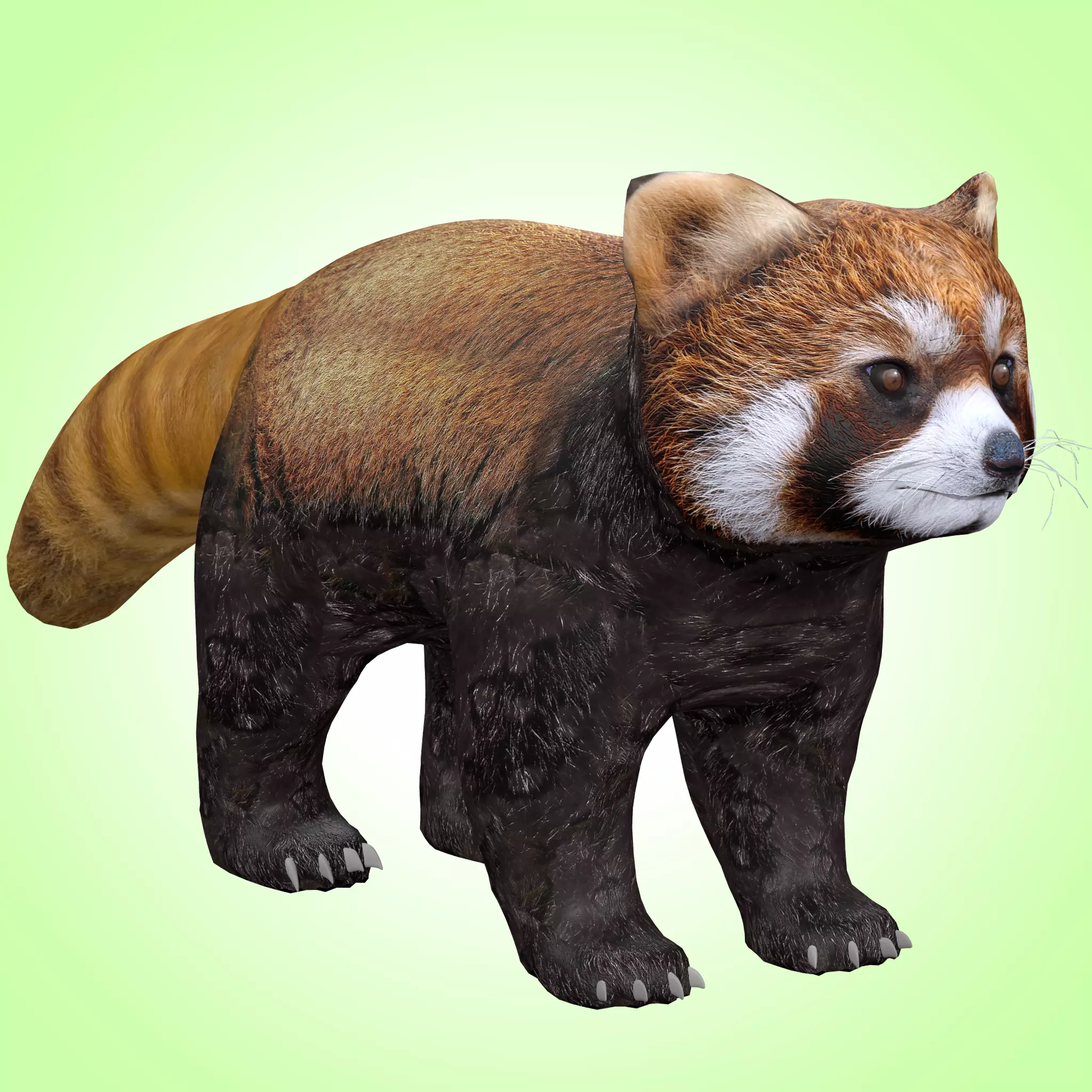 Red Panda Low-poly 3D model