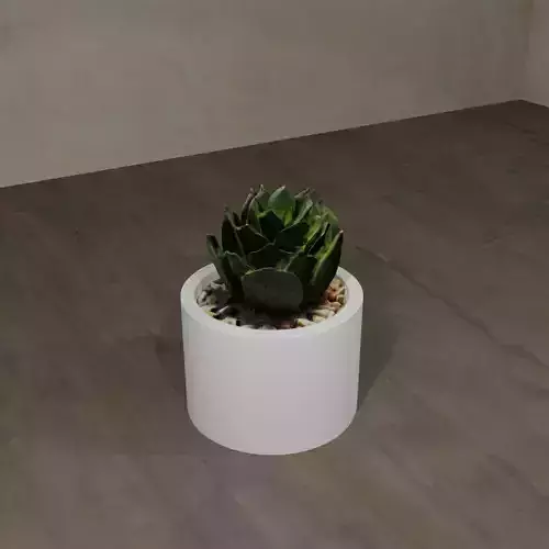 Pot Plant