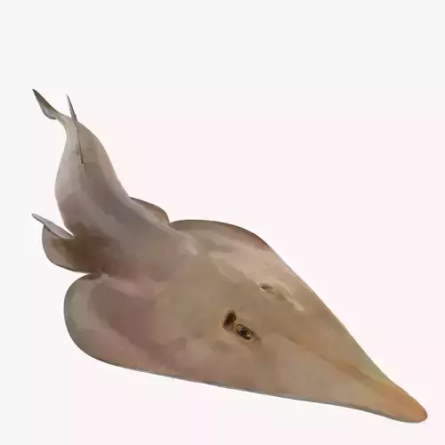 Brown Guitarfish RIGGED