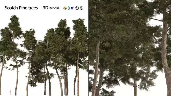 scotch pine tree forest Low-poly 3D model