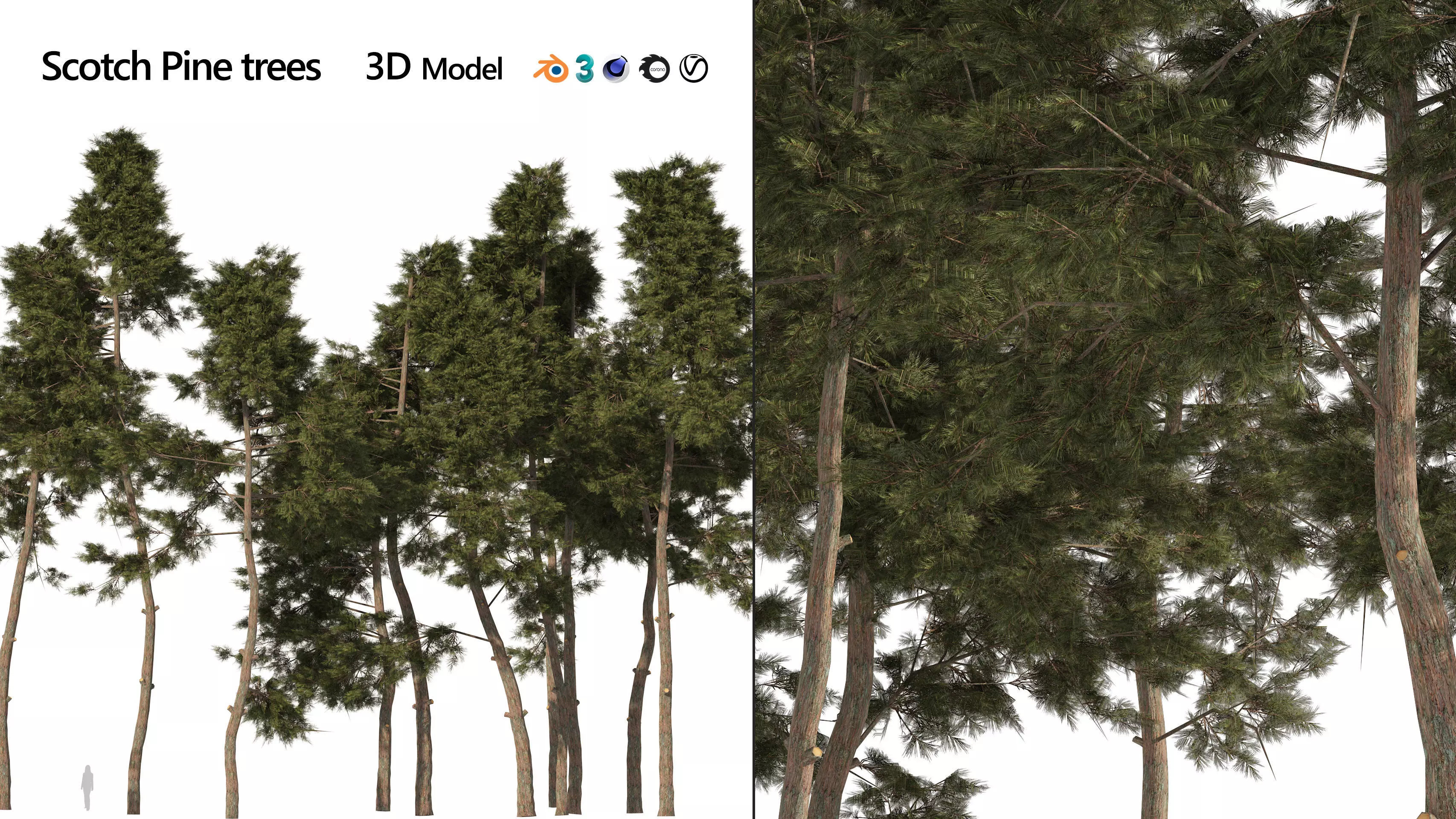 scotch pine tree forest Low-poly 3D model_0