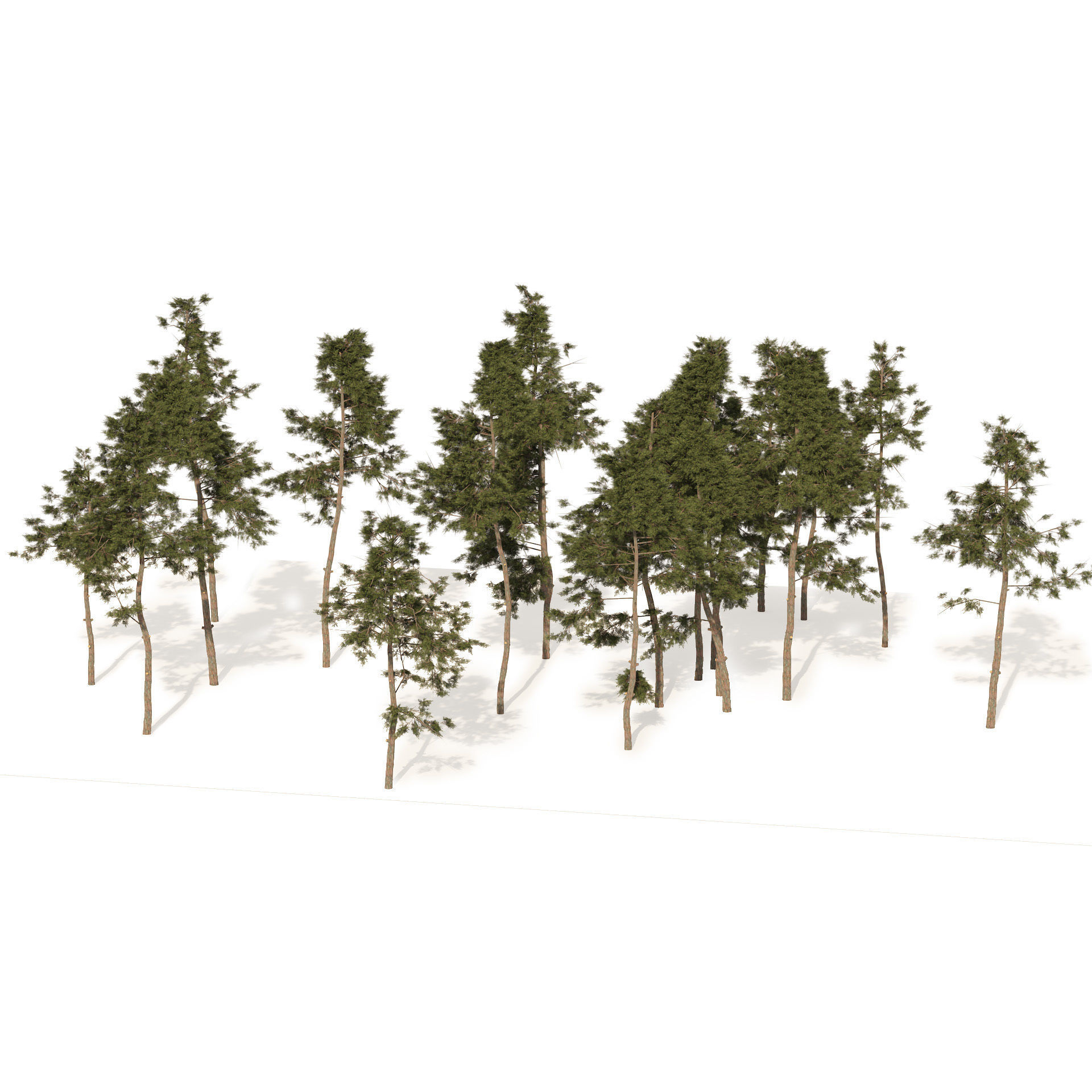 scotch pine tree forest Low-poly 3D model_2