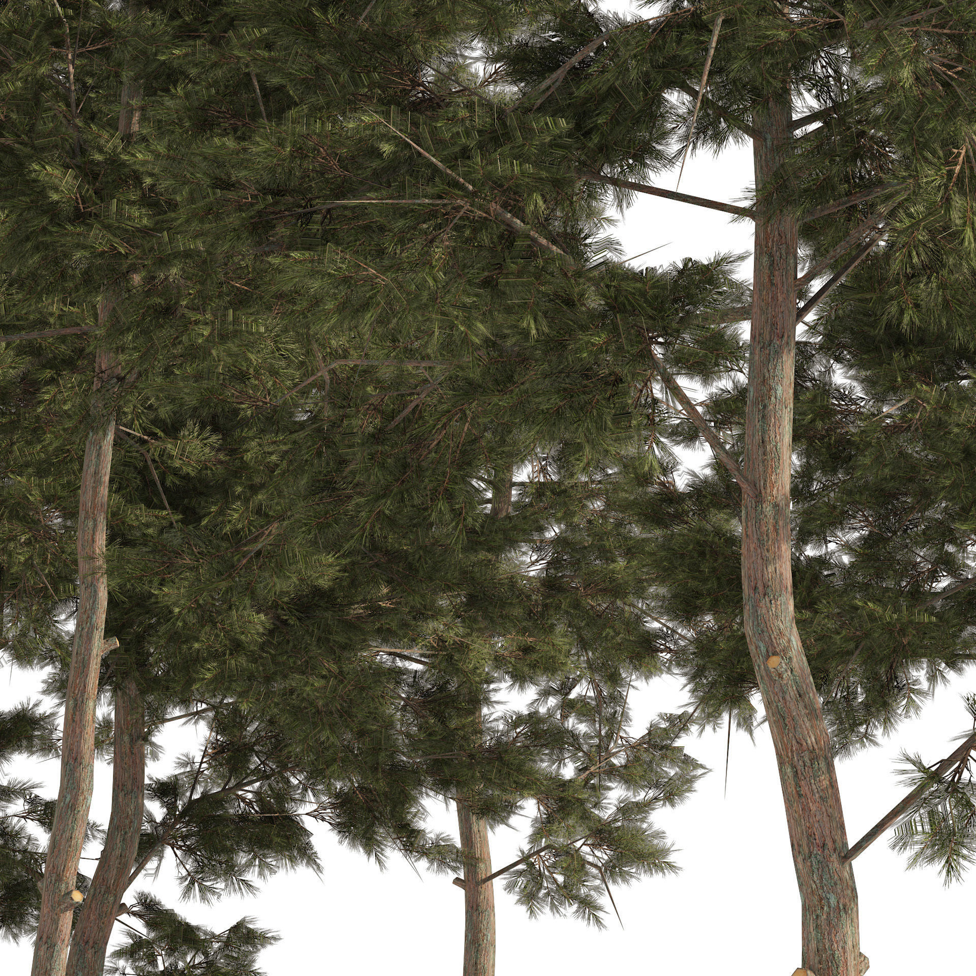 scotch pine tree forest Low-poly 3D model_1