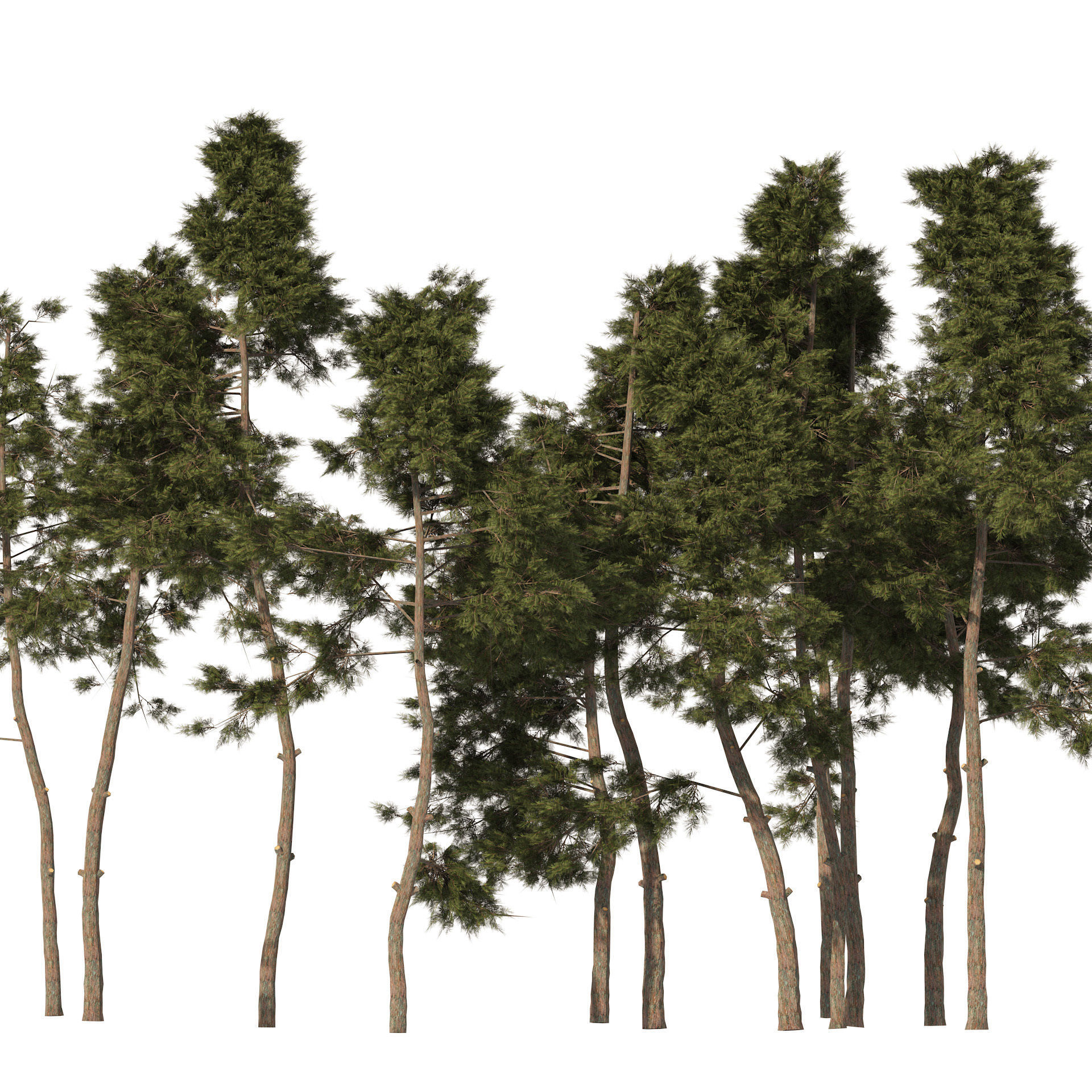 scotch pine tree forest Low-poly 3D model_4