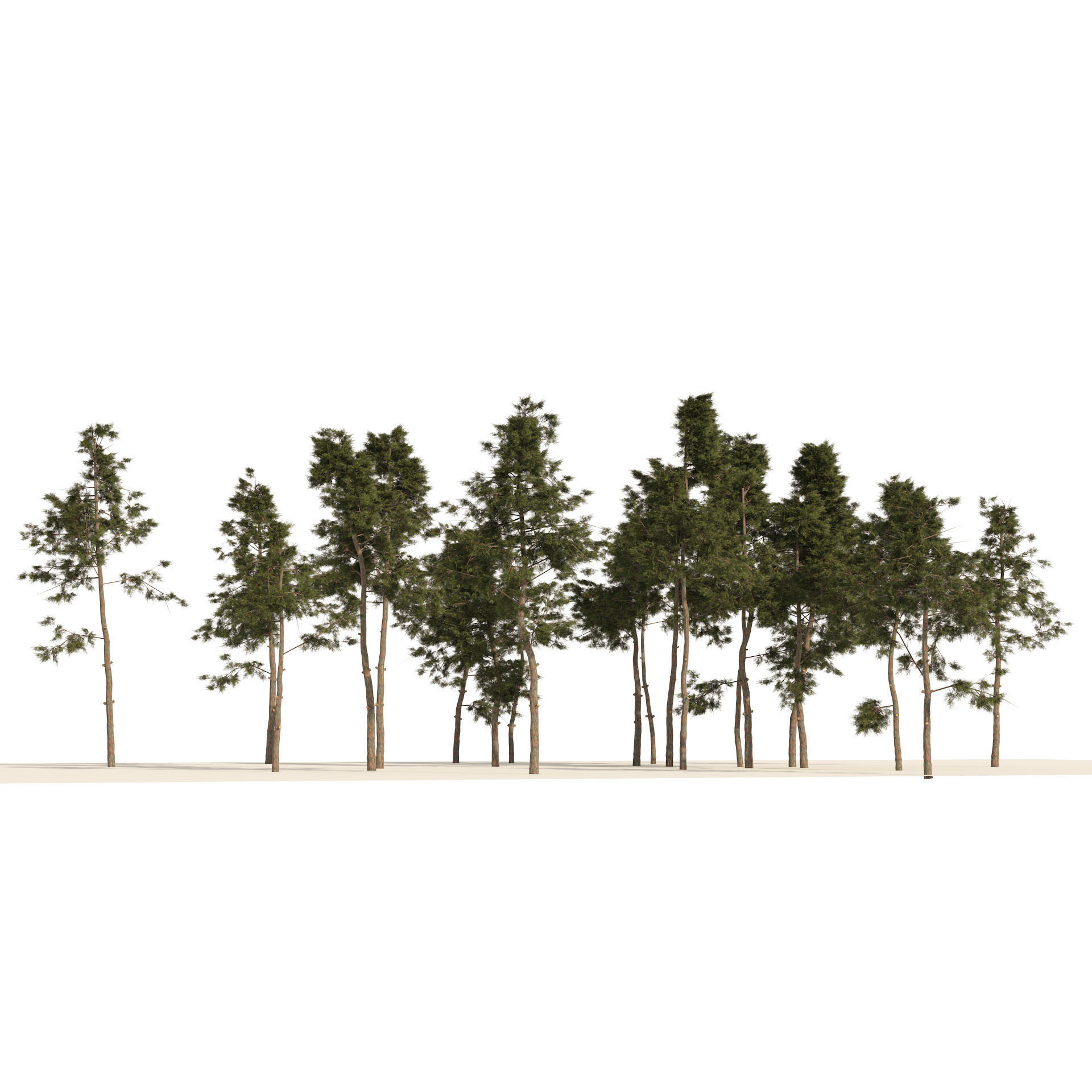scotch pine tree forest Low-poly 3D model_3