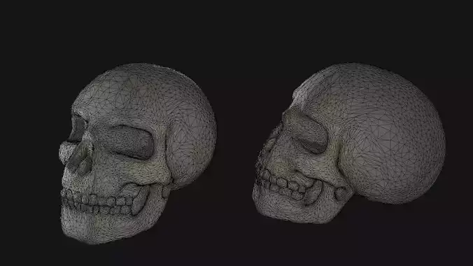Human Skull