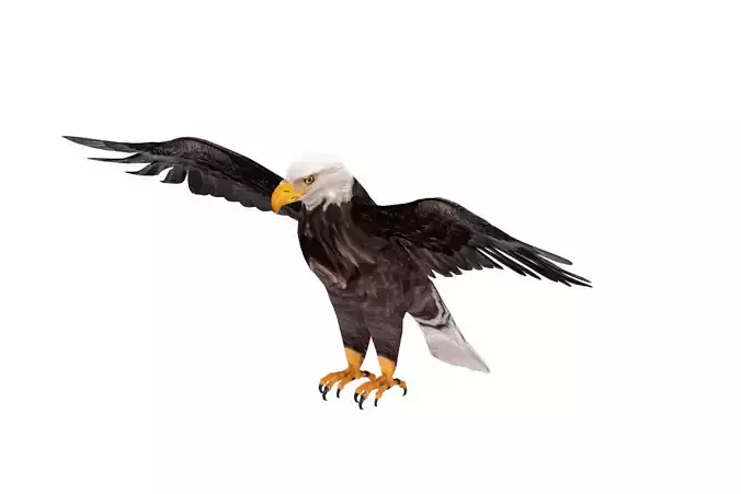 Realistic Bald Eagle 3D Model Low-poly 3D model