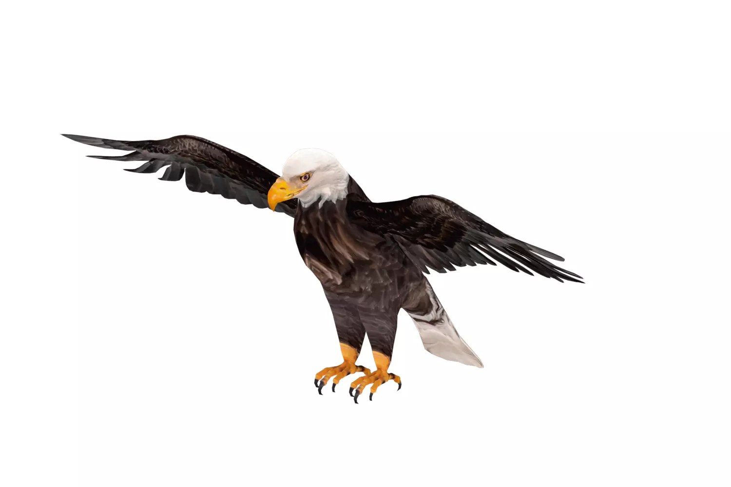 Realistic Bald Eagle 3D Model Low-poly 3D model_0