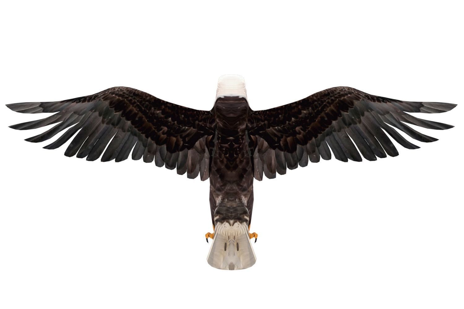 Realistic Bald Eagle 3D Model Low-poly 3D model_3