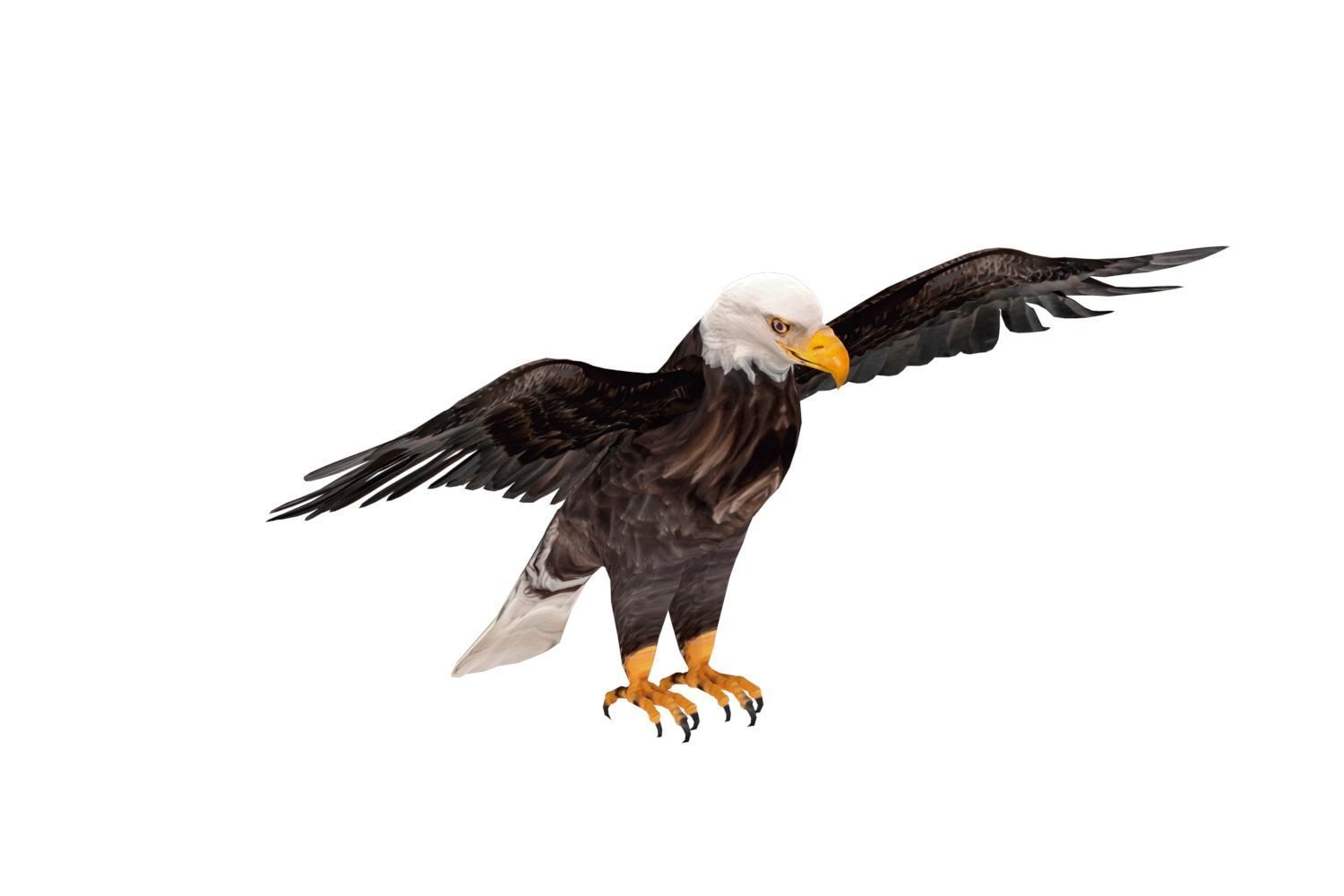 Realistic Bald Eagle 3D Model Low-poly 3D model_6