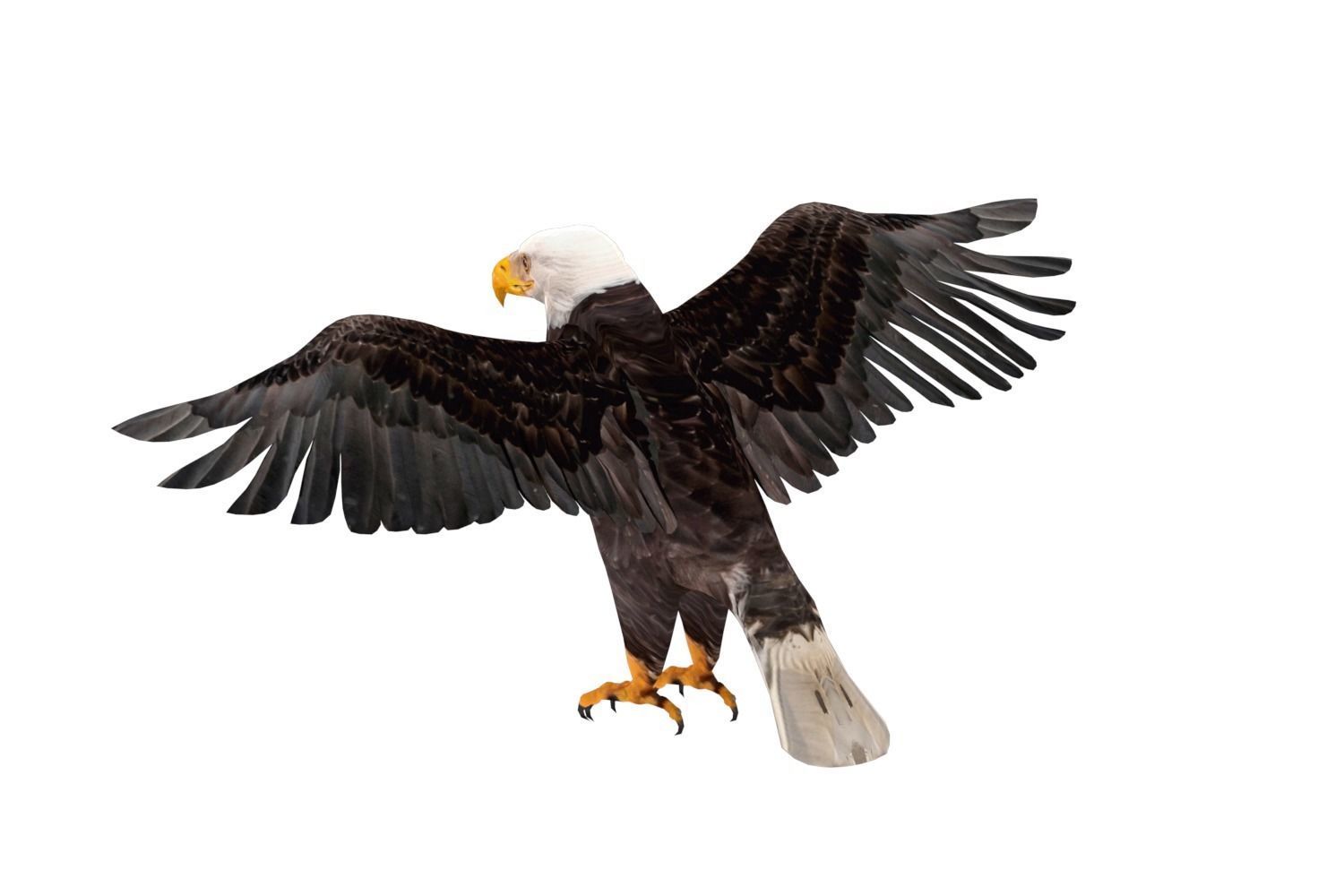 Realistic Bald Eagle 3D Model Low-poly 3D model_2