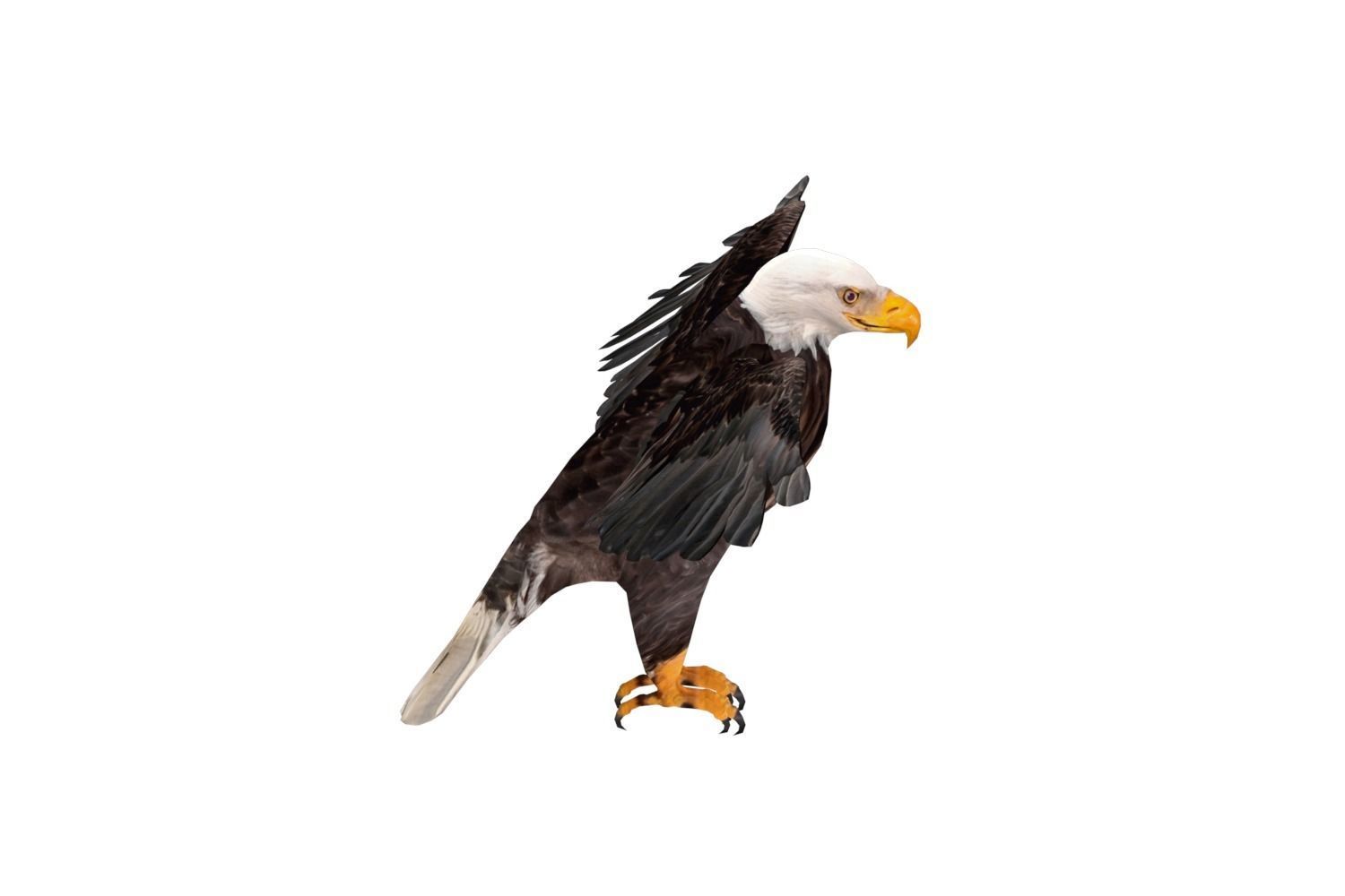 Realistic Bald Eagle 3D Model Low-poly 3D model_5